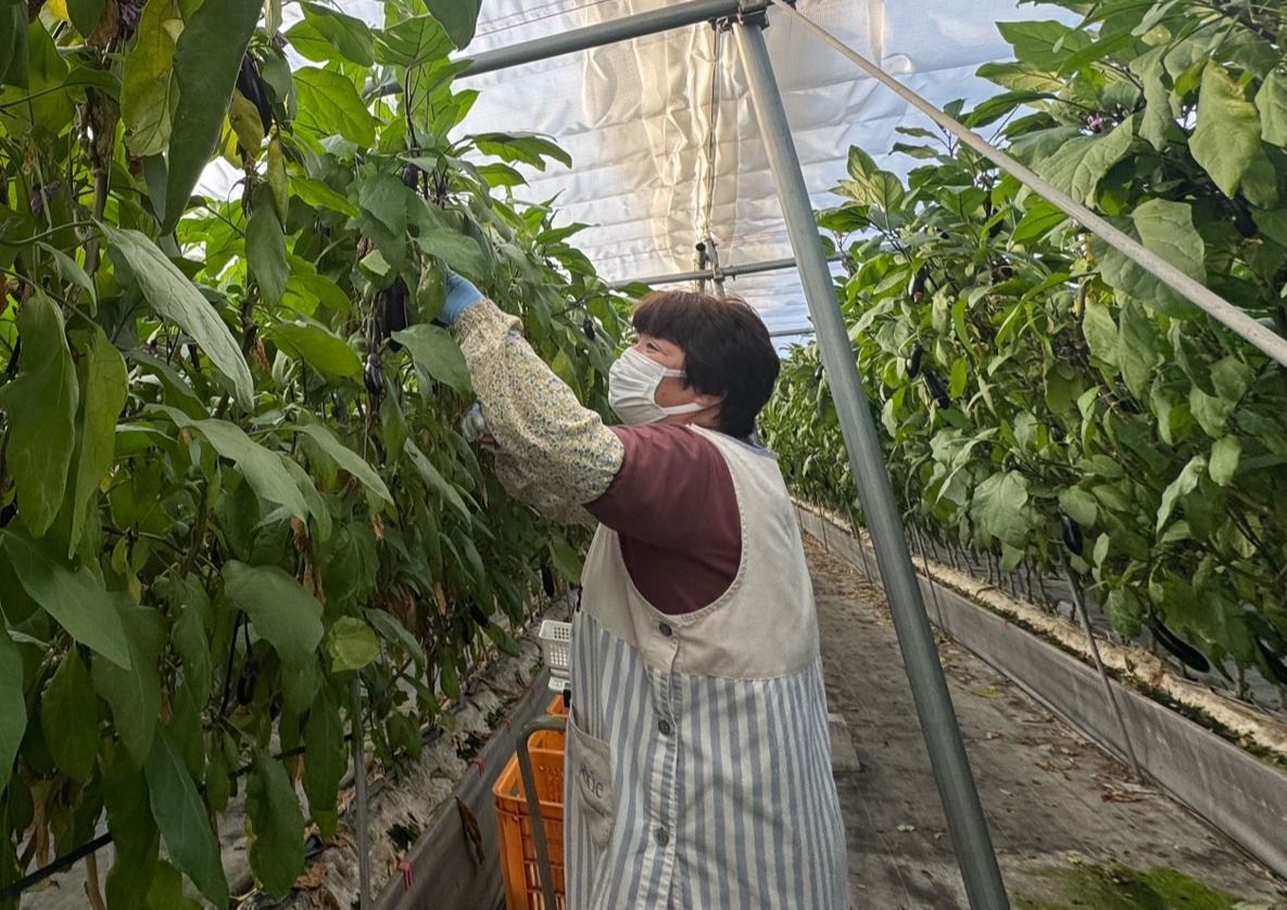ナスの株の間で作業するスタッフ